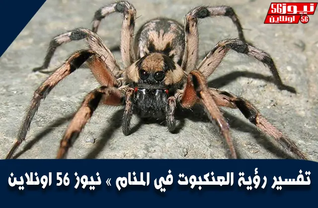 تفسير رؤية العنكبوت في المنام